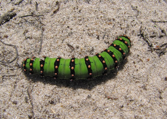 White Rose Walk_3442_edited-1