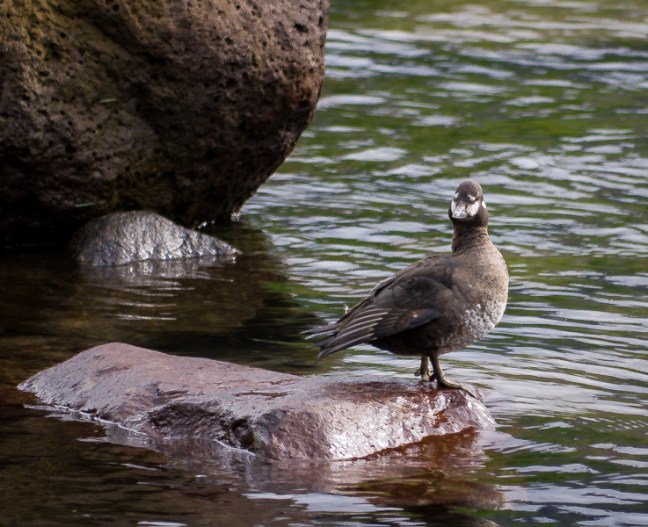 iceland-2015_0389_edited-1