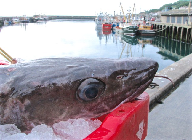 Cornwall Summer 2008 127