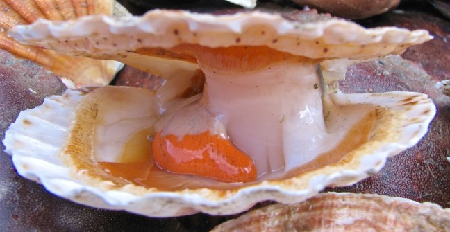 Cornwall Summer 2008 scallop