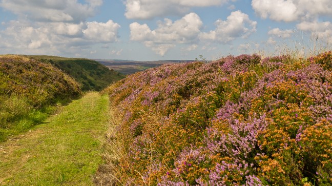 The Landons_3515_edited-1