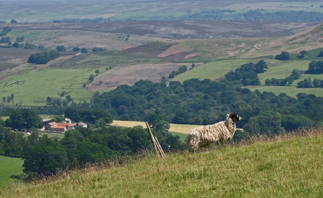 White Rose Walk_2902_edited-1