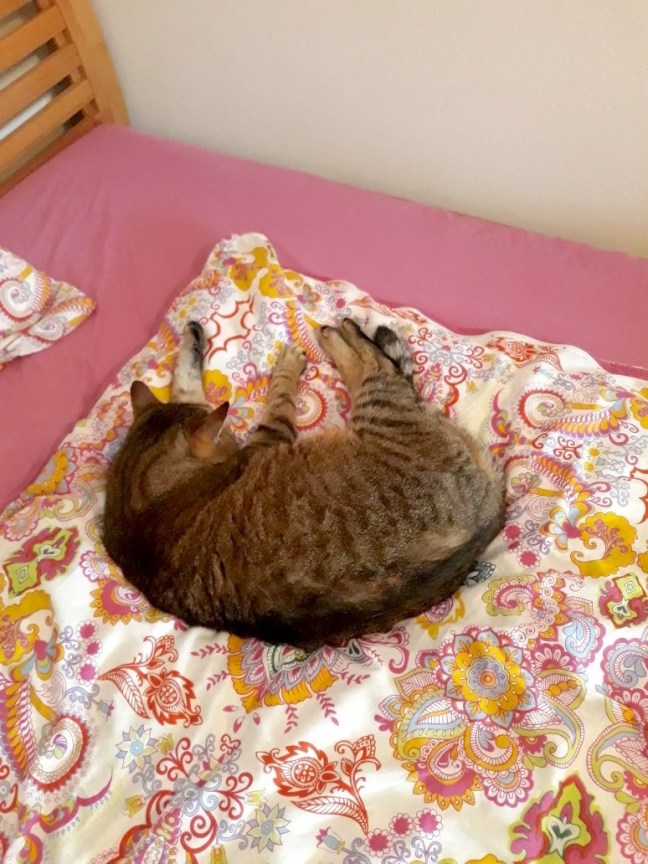 c0d1f99a-fdd3-4cb6-abc8-ccaa54b243f3